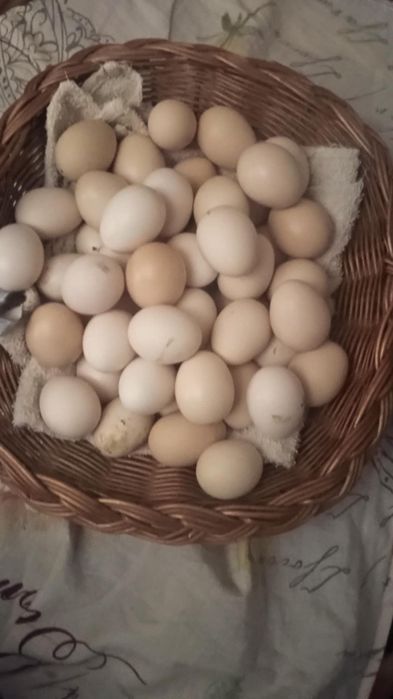 Vând oua de incubat mii de flori