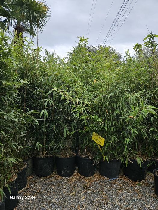 Vindem bambus de calitate foarte buna