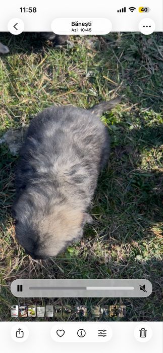 Catei Ciobanesc Corb