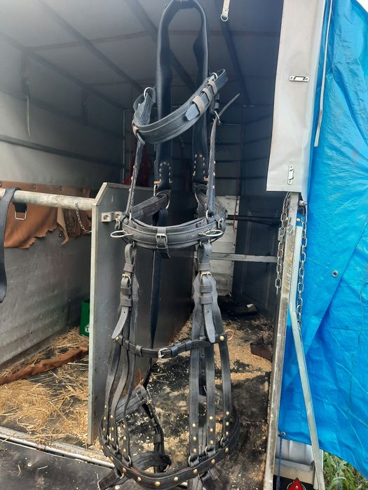 Armăsar, ham nou de Cluj cusut manual pe inox