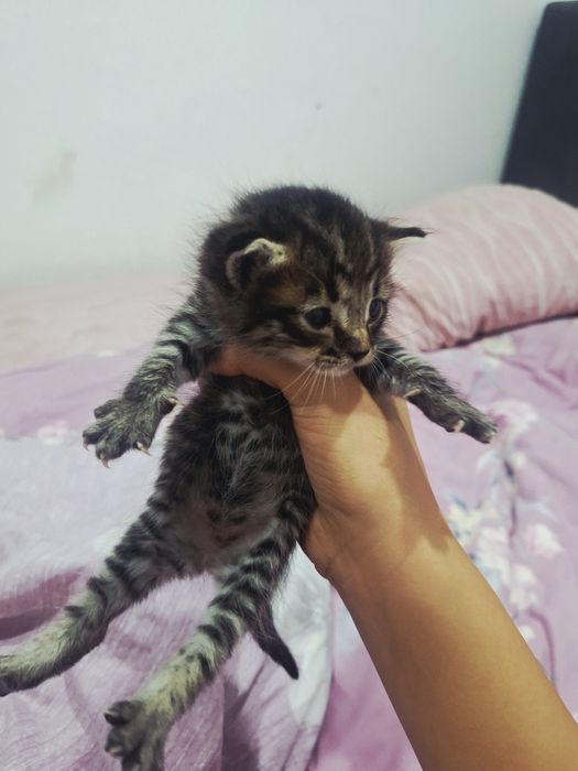 Кошка мальенкая,срочно отдам