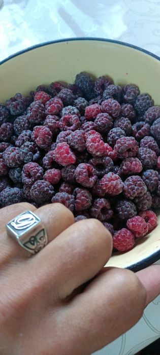 Продам саженцы малины