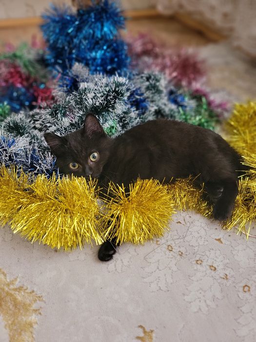 Отдам котенка мальчик