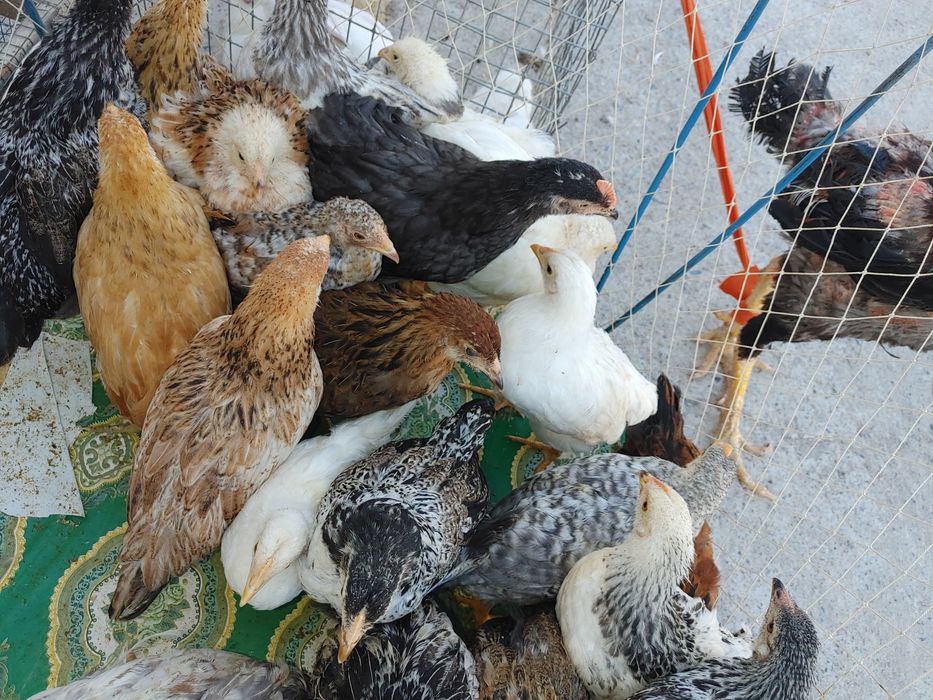 Jaydari jo'jalar tuxumga go'shga barakali zotlari