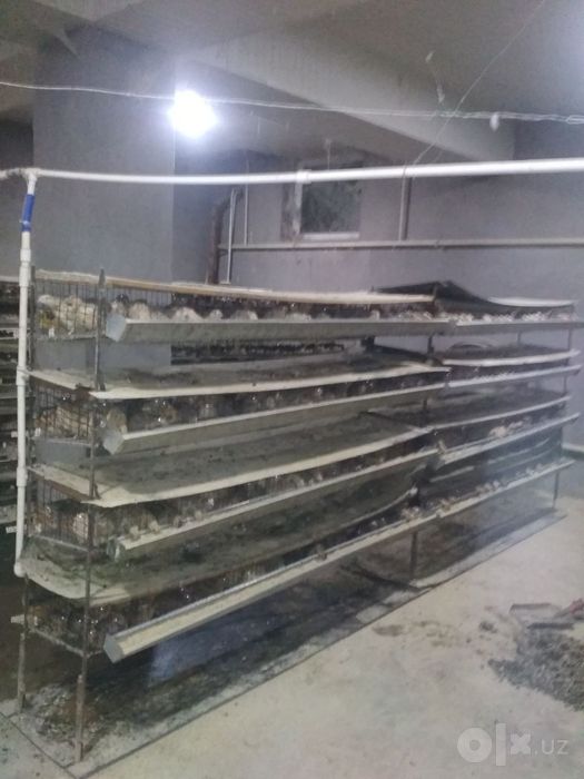 Bedana qafas sotiladi