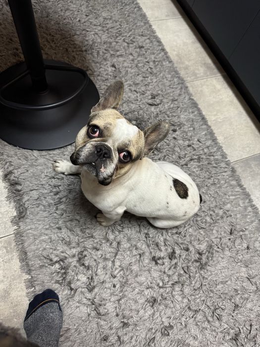 Bulldog francez mascul