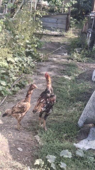 Продам курицу и петуха