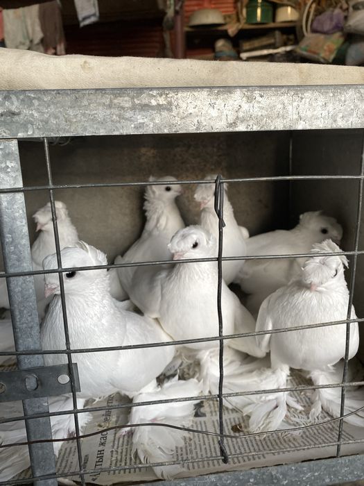 Молодеж летно игровых глубей!