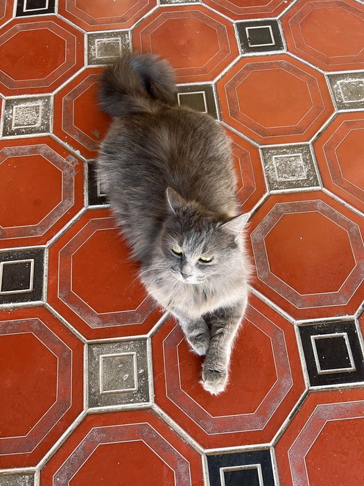 Здраствуйте отдается даром кошечка в добрые руки