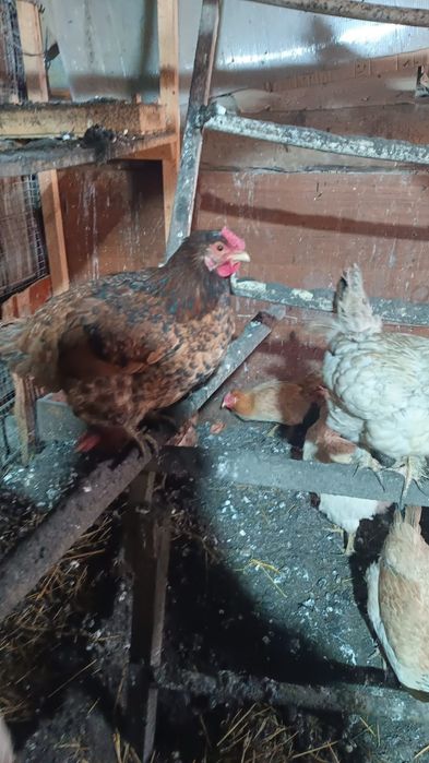 Инкубационные яйцо