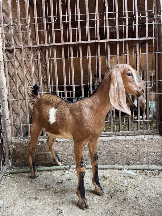 Vand doua iede anglonubiene din parinti cu pedigree din Cehia si Slovacia