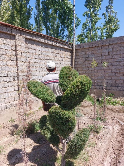 Harxil turdagi archalar daraxtlar bor