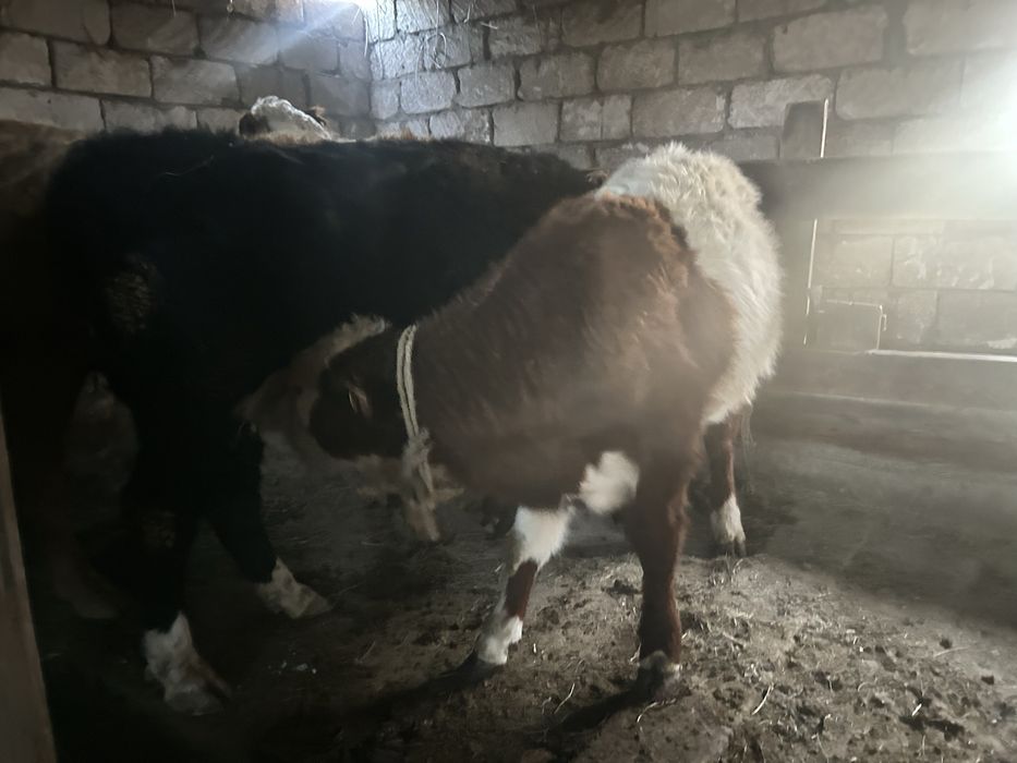 Тай бұқа сатылады