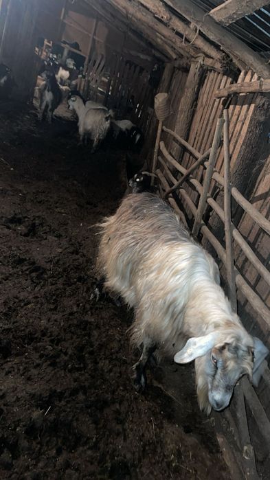 Capre cu iezi după ele
