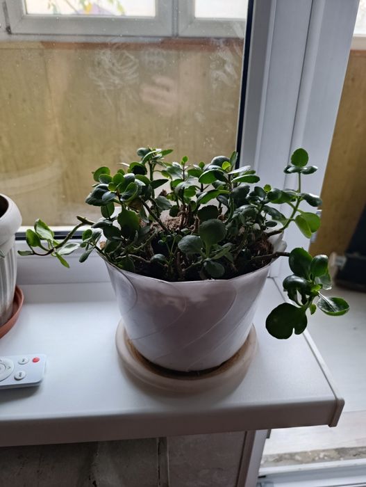 Цветы комнатные  отличные