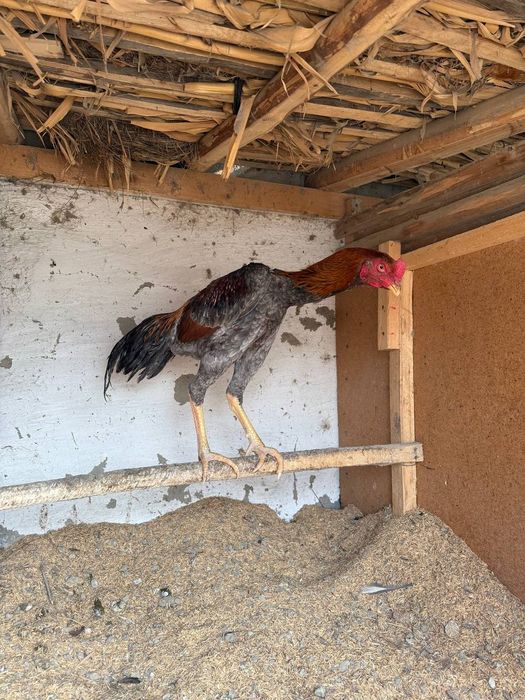 Июнь шожеси сатылымда