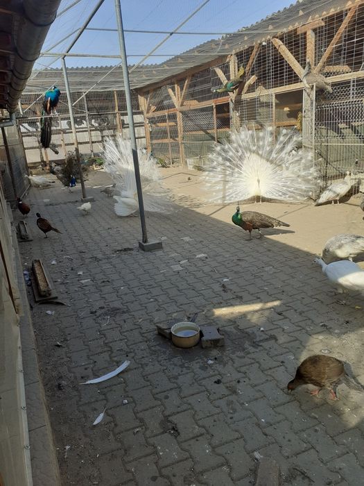 Vand pauni si fazani