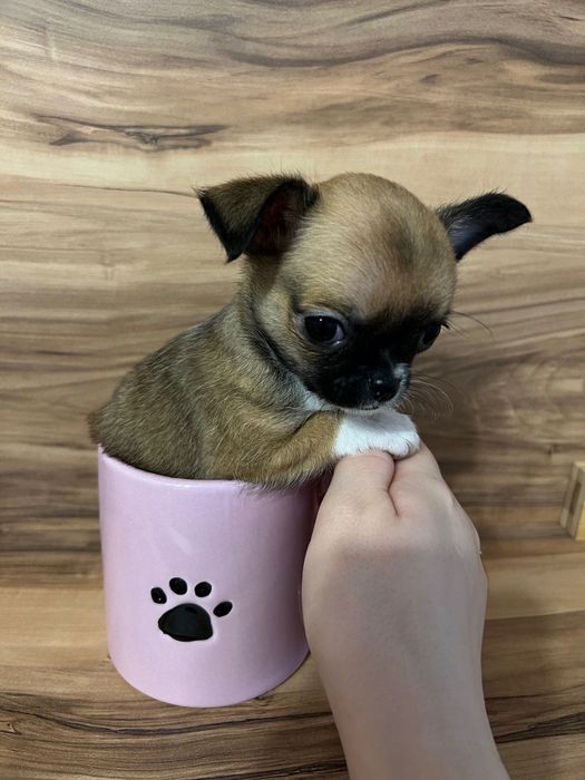 Продавам мини чихуахуа