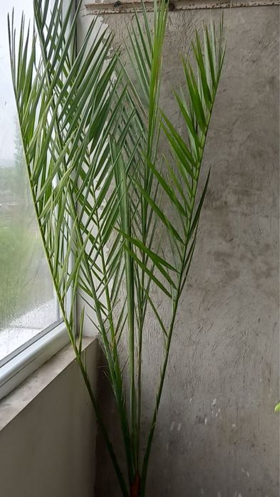 Финикова палма