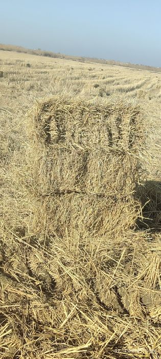 Продаю тюки рисовой соломы.