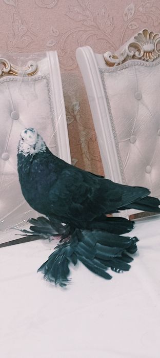 Голуби пара гульсар