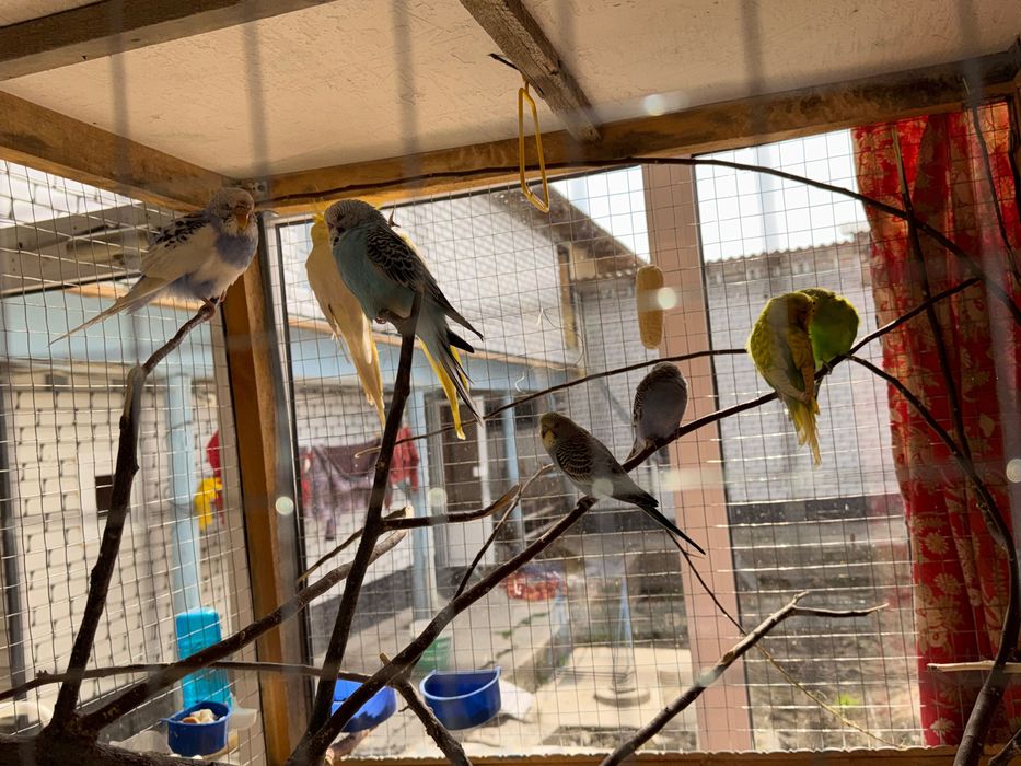 Папугай волнистый