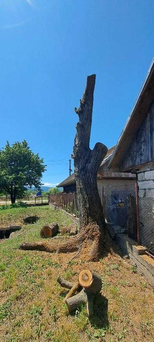 Vand lemn nuc este inca in picioare