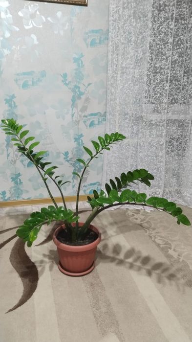 Замиакулькас или долларовое дерево