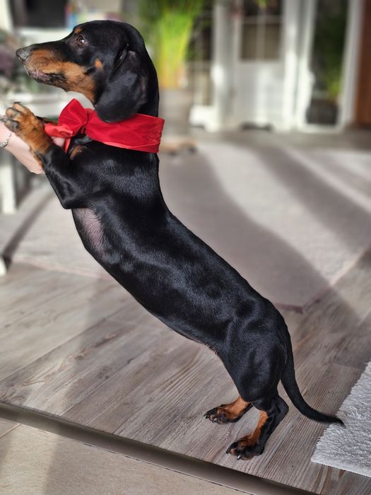 Cățelușă teckel de 6 luni – prietenoasă, jucăușă și iubitoare