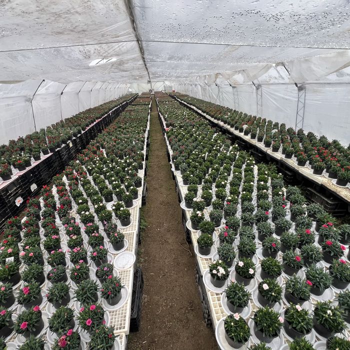 Студоустойчив карамфил