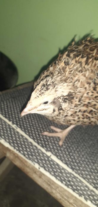 Prepelițe pui de prepeliță ouă