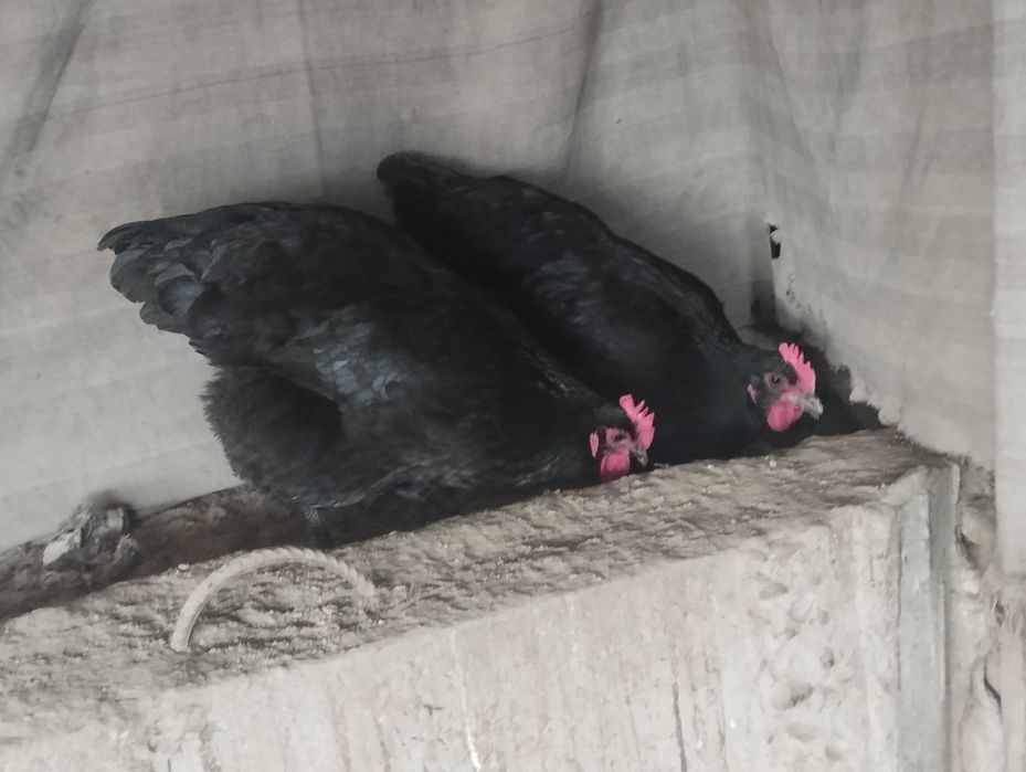 Gigant jersiy tuxumlariga zakaz olamiz