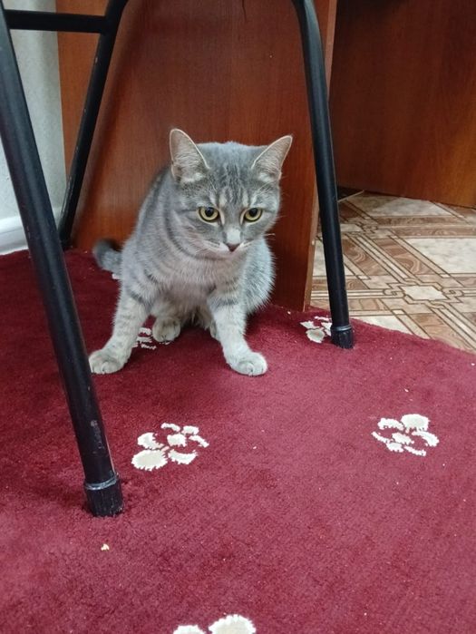 Отдам в добрые ручки