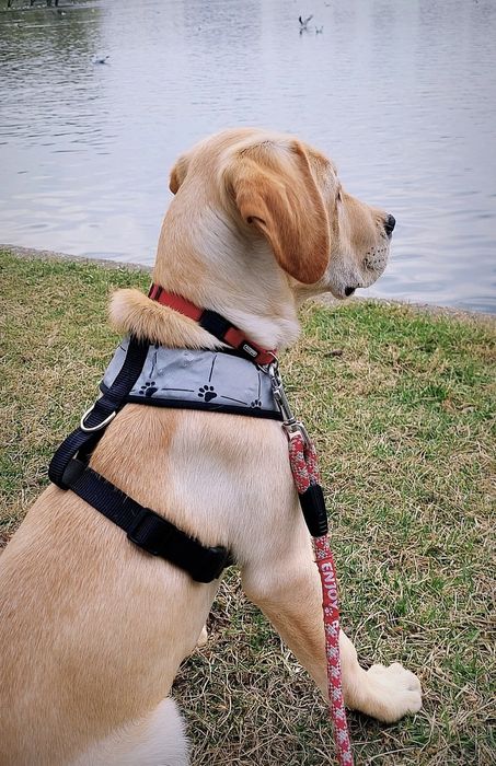 Dresaj canin- Psihologie canina