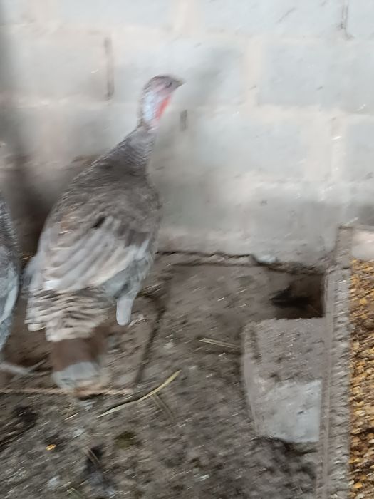 Индюшки     индюшки