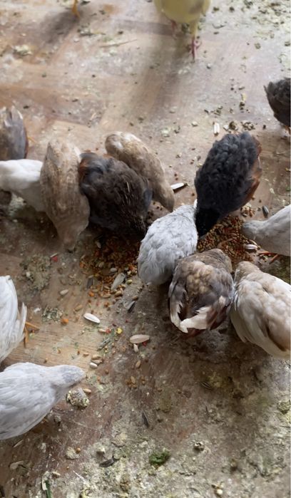 Vand oua prepeliță chinezească