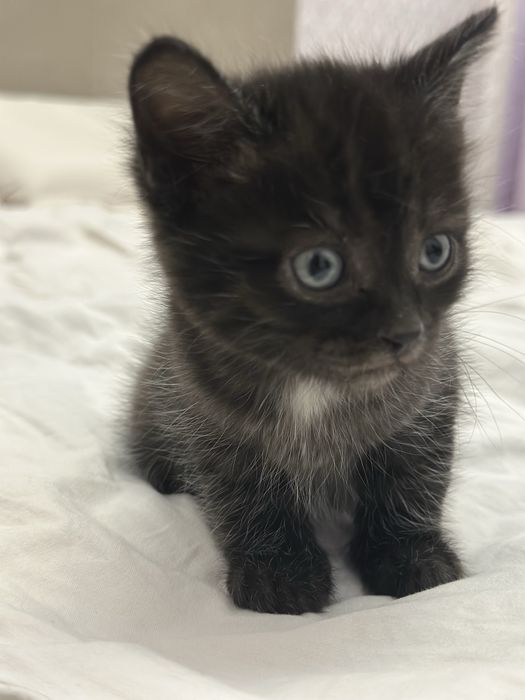 Котята, две девочки, в хорошие руки