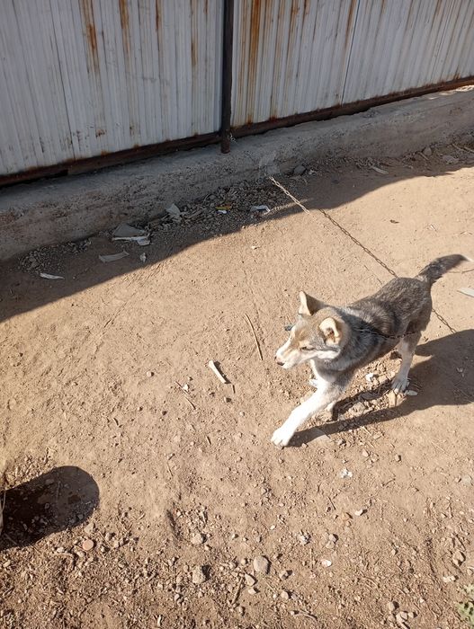 Продам лайку хаски