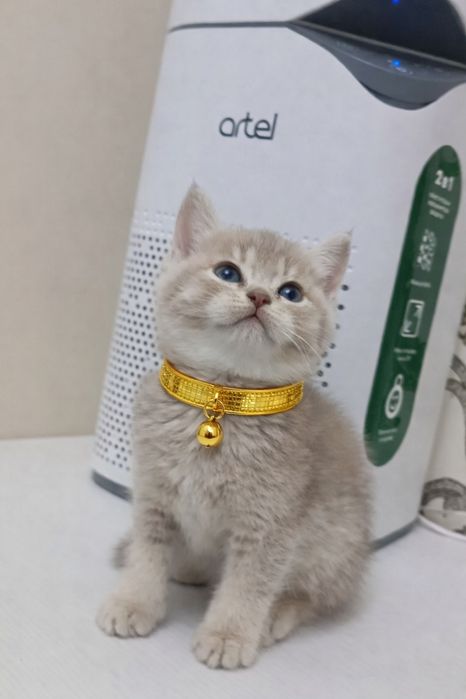 Продается котенок, короткошестный, скидка! 8 марта