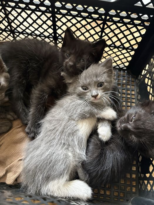 Отдам котят бесплатно