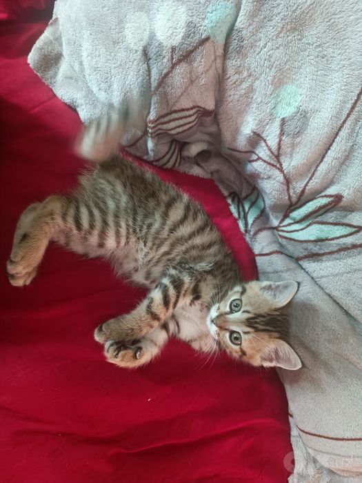 Кровать коляска люлька ванночка для детей