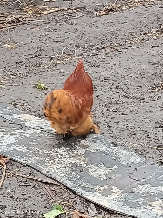 Карликовый кохинхин