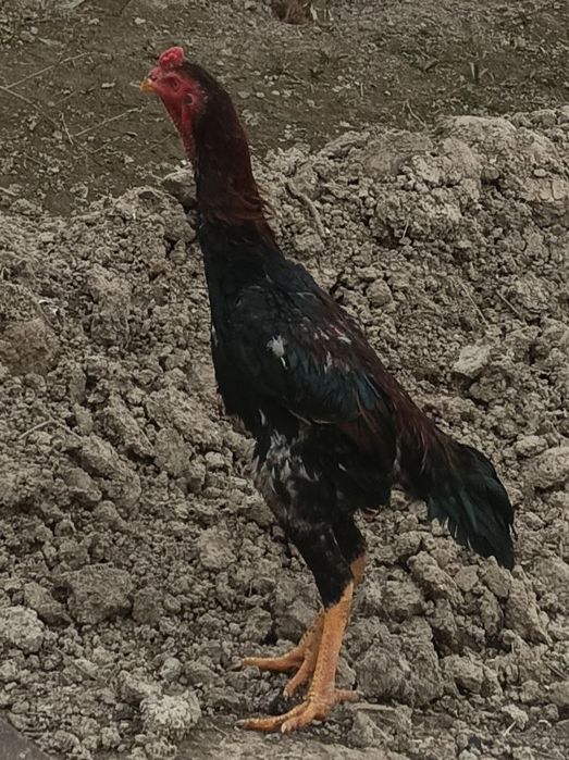 Shamo jojahorozi