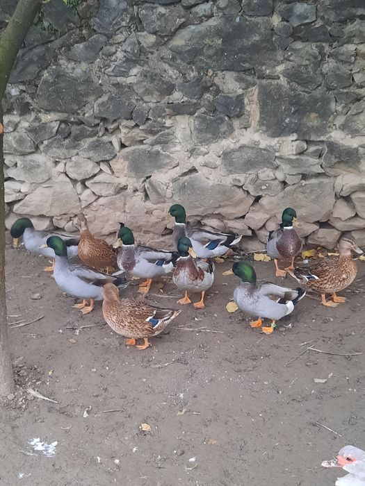 Rațe salbatice ( 4 ratoi disponibili)