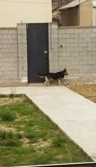 Восточно-европейская овчарка