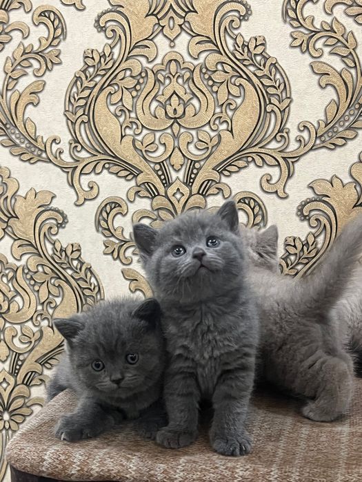 Кошка Скоттиш Страйт