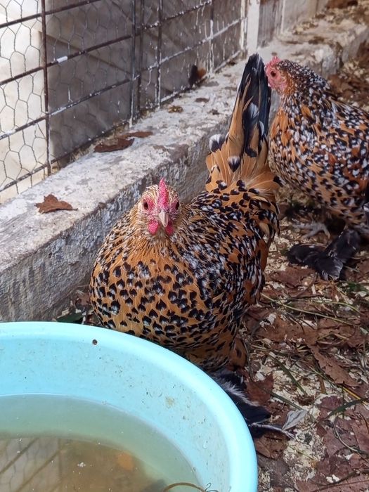 Vând oua pt incubat găini mii de flori