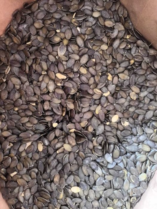 Голо тиквено семе.Тиквени семки