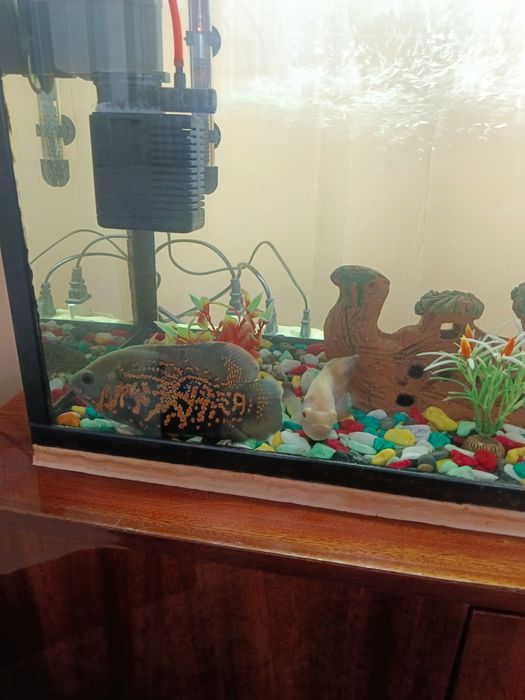 Avstranatuslar oq va qora   bor