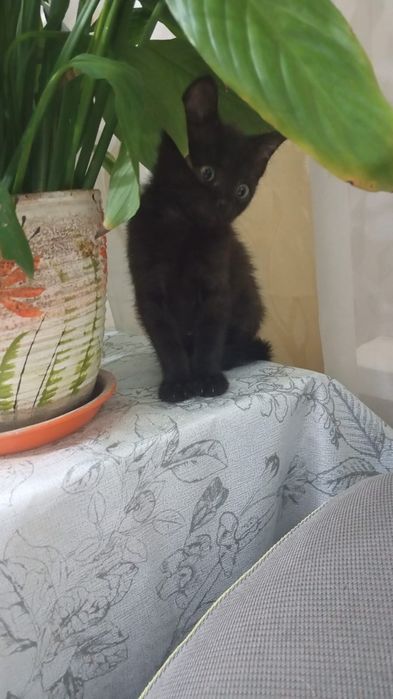Отдам в добрые руки кошечку